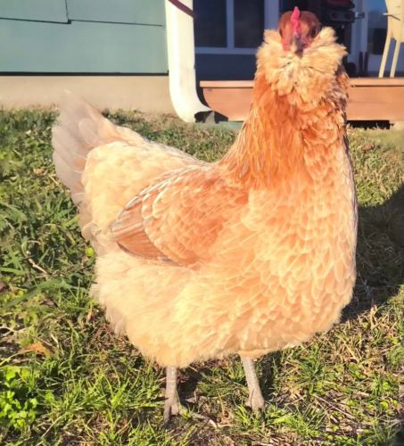 A friendly Easter Egger hen looks at the camera as she stands on grass.