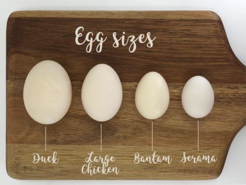 Duck eggs are much larger than chicken eggs