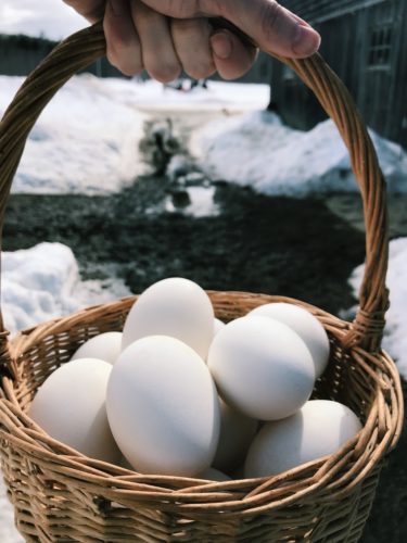 Fresh goose eggs