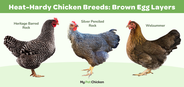 Top chicken breeds