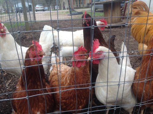 hens from our first flock, lost in the chicken coop fire