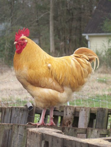 Rooster from our frst flock, lost in the chicken coop fire