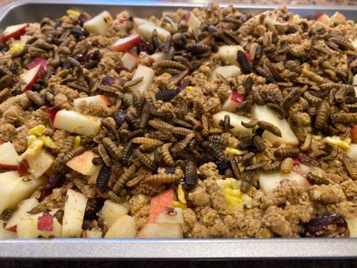 Dried mealworms are added to a snack for pet chickens 