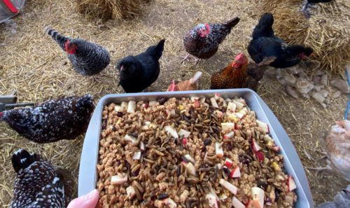 Pet chickens love a homemade snack 