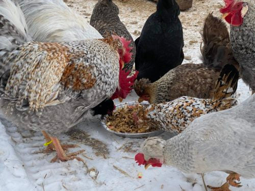 A chicken flock eats a warm snack on a cold day