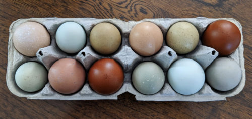 The best chickens for hot weather also lay green, blue, and brown eggs. Eggs are arranged in a pulp egg carton.