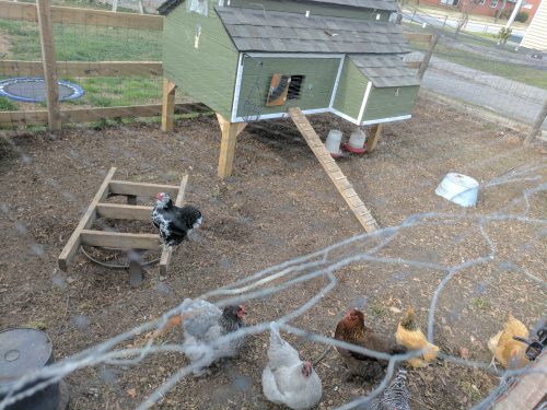 New Chicken coop after a coop fire.