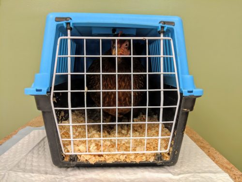 A sick chicken sits in a hospital cage