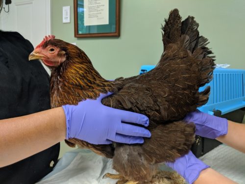A sick chicken is being held by a Veterinarian for an exam.
