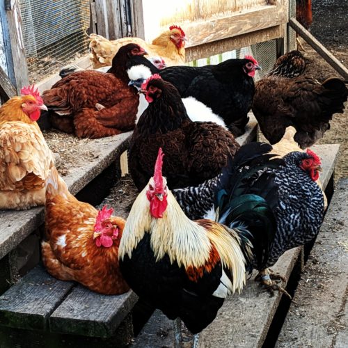A flock of chickens sit and relax on a set of stairs. A rooster is in the center and staring at the camera. 