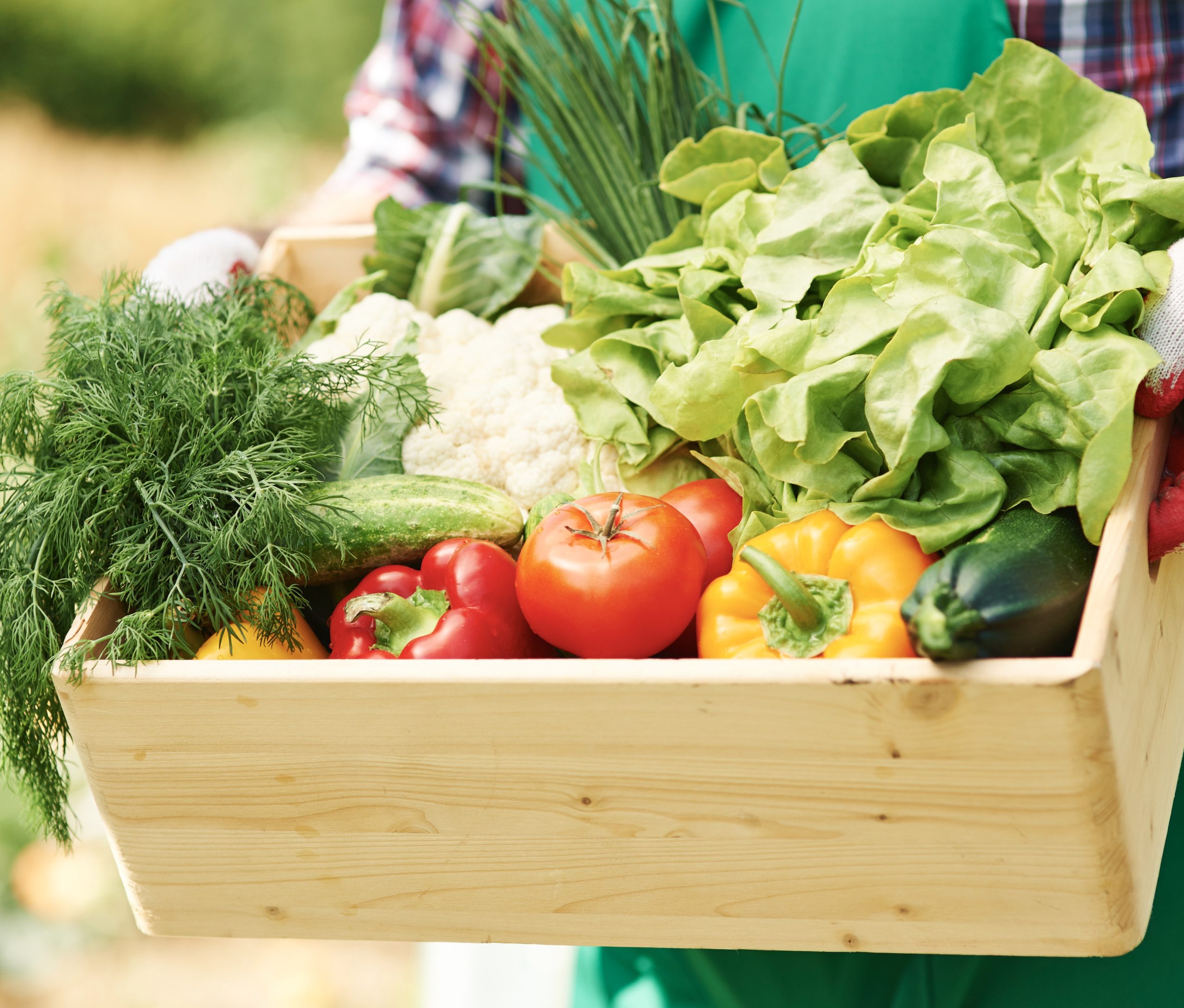 Tomatoes and lettuce love lime