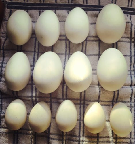 Goose Eggs and Duck Eggs