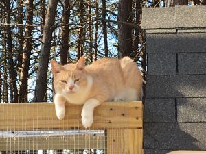 A cat sits atop a chickne coop.