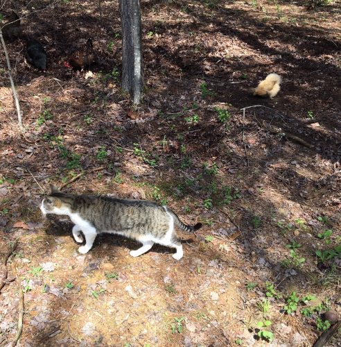 Cats and chickens