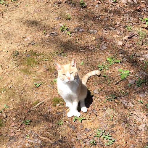 cats and chickens