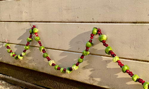 A DIY Christmas garland made of Brussles sprouts and cranberries hangs on the side of a chicken coop