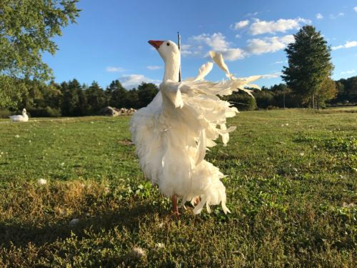 A sebastopol goose is a good addition to your farm