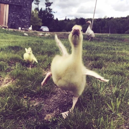 Roman Tufted goslings