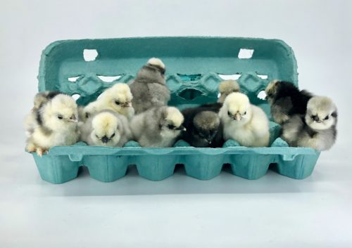 The result of incubator hatching: some cute, fuzzy chicks!