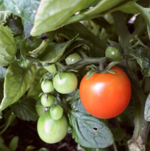 A red and ripe tomato is shown on a tomato plant branch. This tomato plant was grown with egg shell tomato fertilizer. 