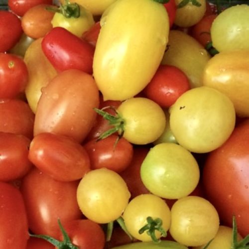 A bowl of yellow and red tomatoes grown with egg shell tomato fertilizer. 