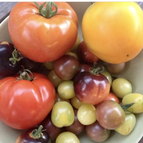 A bowl of colorful tomatoes is shown that was grown with egg shell tomato fertilizer. 