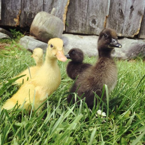 Two duck breeds: Buff and Cayuga
