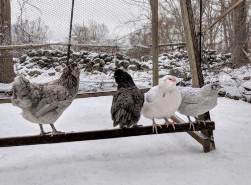 Chickens roosting in winter