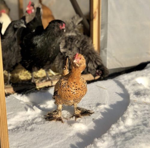 Chicken in Winter
