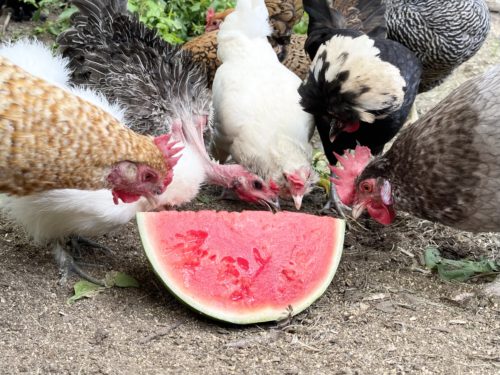 Chickens enjoy eating a frozen watermelon.
