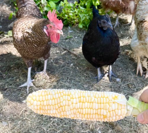 An Olive Egger and Svart Hona hen eye a piece of frozen corn on the cob. A perfect summer treat for chickens  