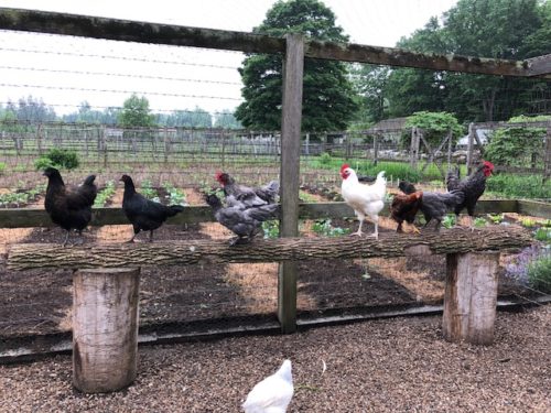 What a view! Part of the chicken run overlooks Martha's vegetable garden.