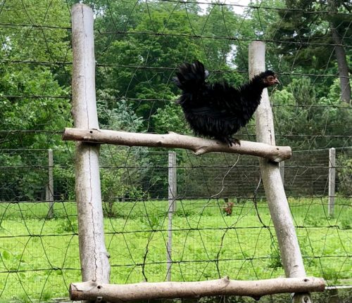 A Frizzle chicken from last year's delivery to Martha perches on one of the ladders placed in the run for enrichment.