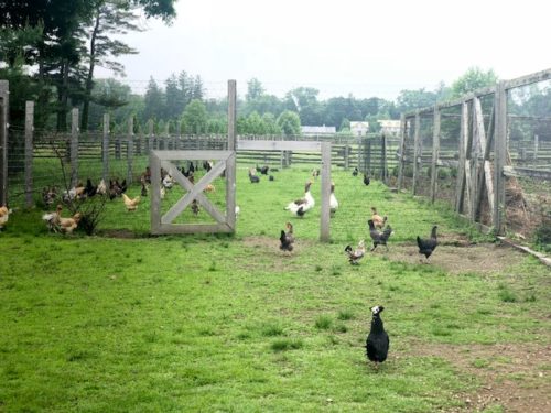 Rare chicken breeds free range at Martha Stewarts farm.