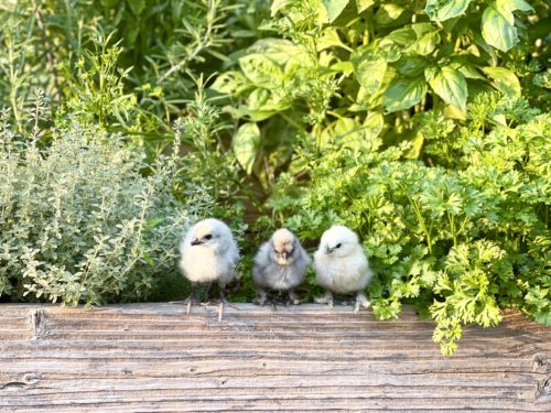 Three chicks perching on the edge of an herb harden bed.