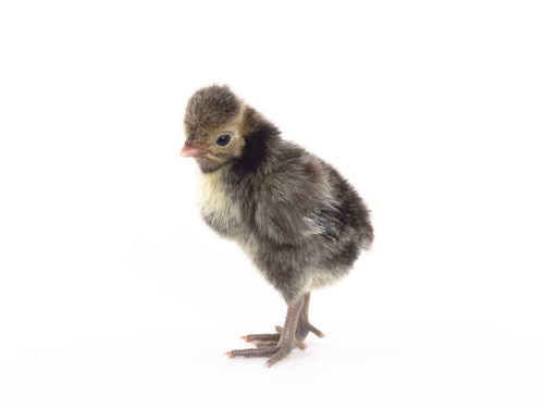 When incubator hatching, you don't want to end up with just one chick!