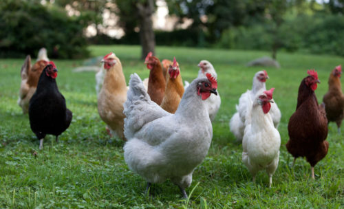 beautiful chicken flock