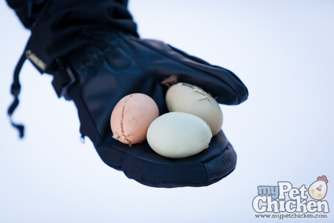 Eggs cracking from frozen weather.