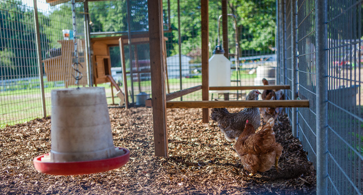 Rules for chicken farming