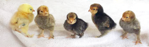 Hatching addiction yields little chicks all in a row.