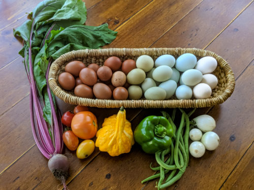 Garden vegetable and egg harvest