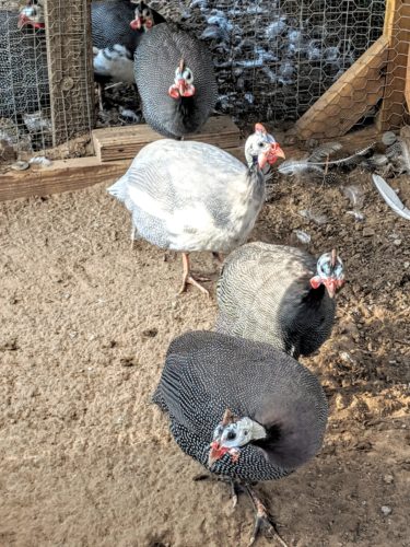 A flock of guinea fowl pose and look at the camera while standing in their coop. 