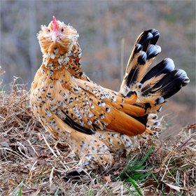 A Mille Fleur d'Uccle hen stands on brown grass while facing the camera.