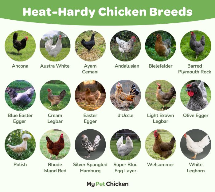 List of Heat Hardy Chicken Breeds