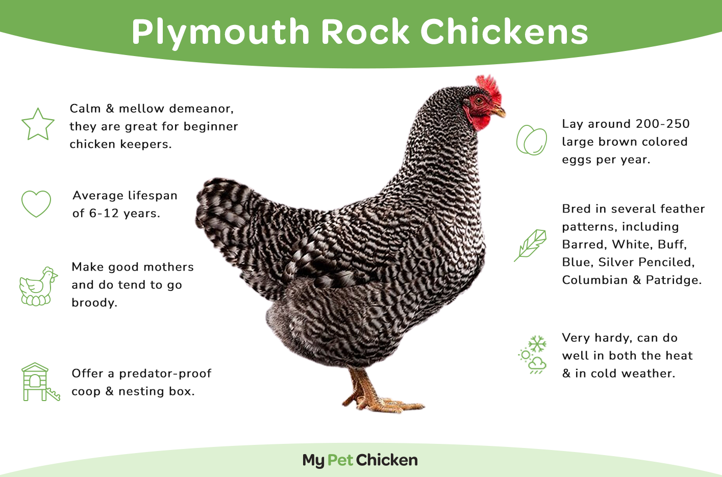 Barred Plymouth Rock chicken infographic. 