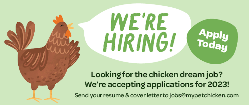 My Pet Chicken is now hiring! - Apply for your chicken dream job. 