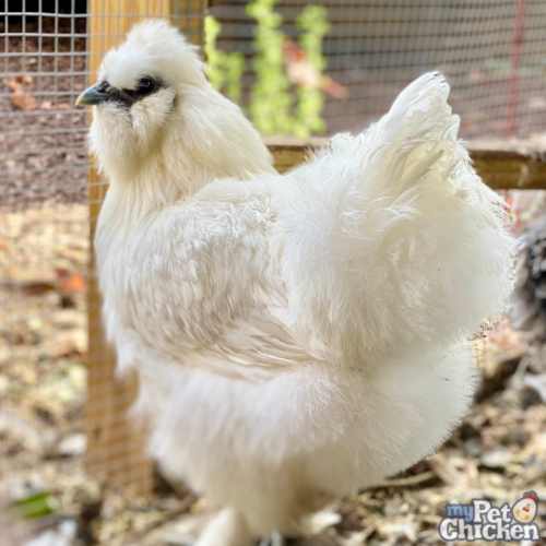 A Silked White Easter Egger shows off her fluffy butt feathers.