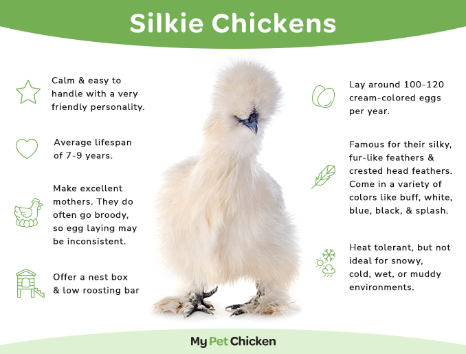 A graphic showing a White Silkie Chicken and the popular features of the Silkie breed.