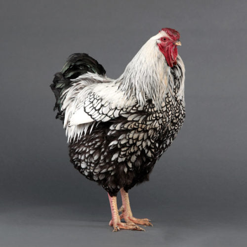 Silver Laced Wyandotte rooster