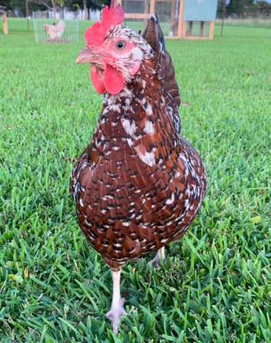 A speckled Sussex hen walks toward the camera on bright green grass.